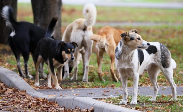 Михаил Делягин: «Собачий закон» открыл путь к «собачьему террору». А кто-то денежки считает Михаил Делягин: «Собачий закон» открыл путь к «собачьему террору». А кто-то денежки считает